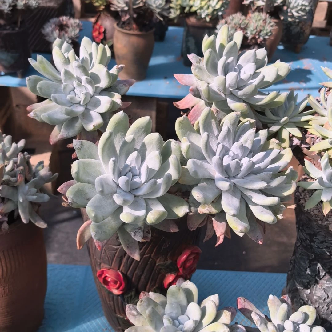 无花朵超大脸拇指，多肉植物