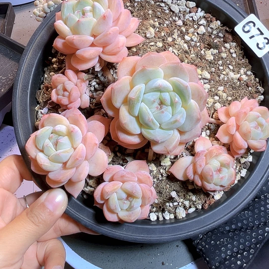 宇***骨673  珍妮母本 一物一拍多肉