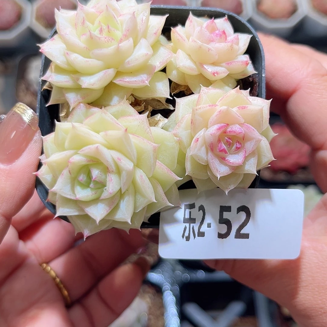 乐2-52白天鹅群不包整