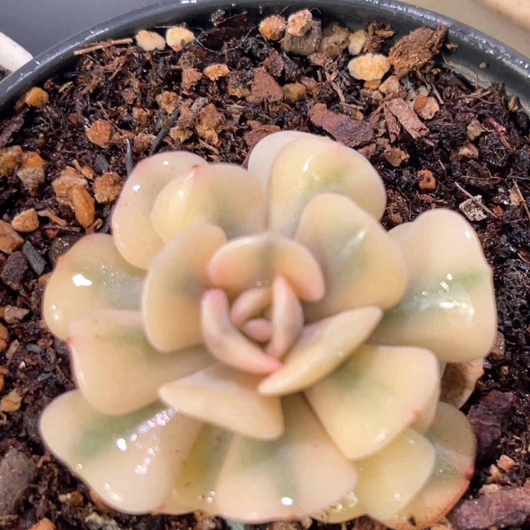 多肉特价雪精灵锦