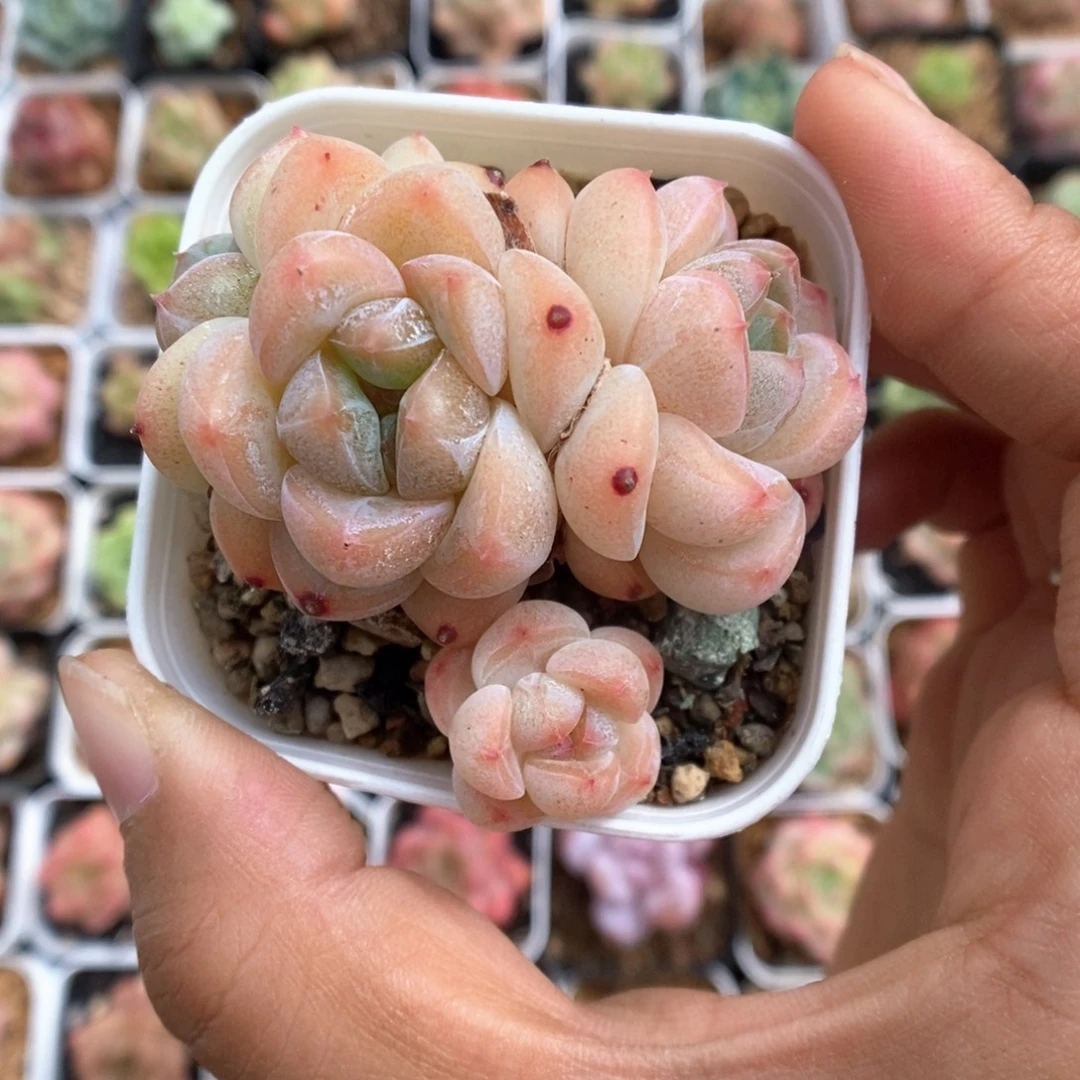 珍妮群生233号。