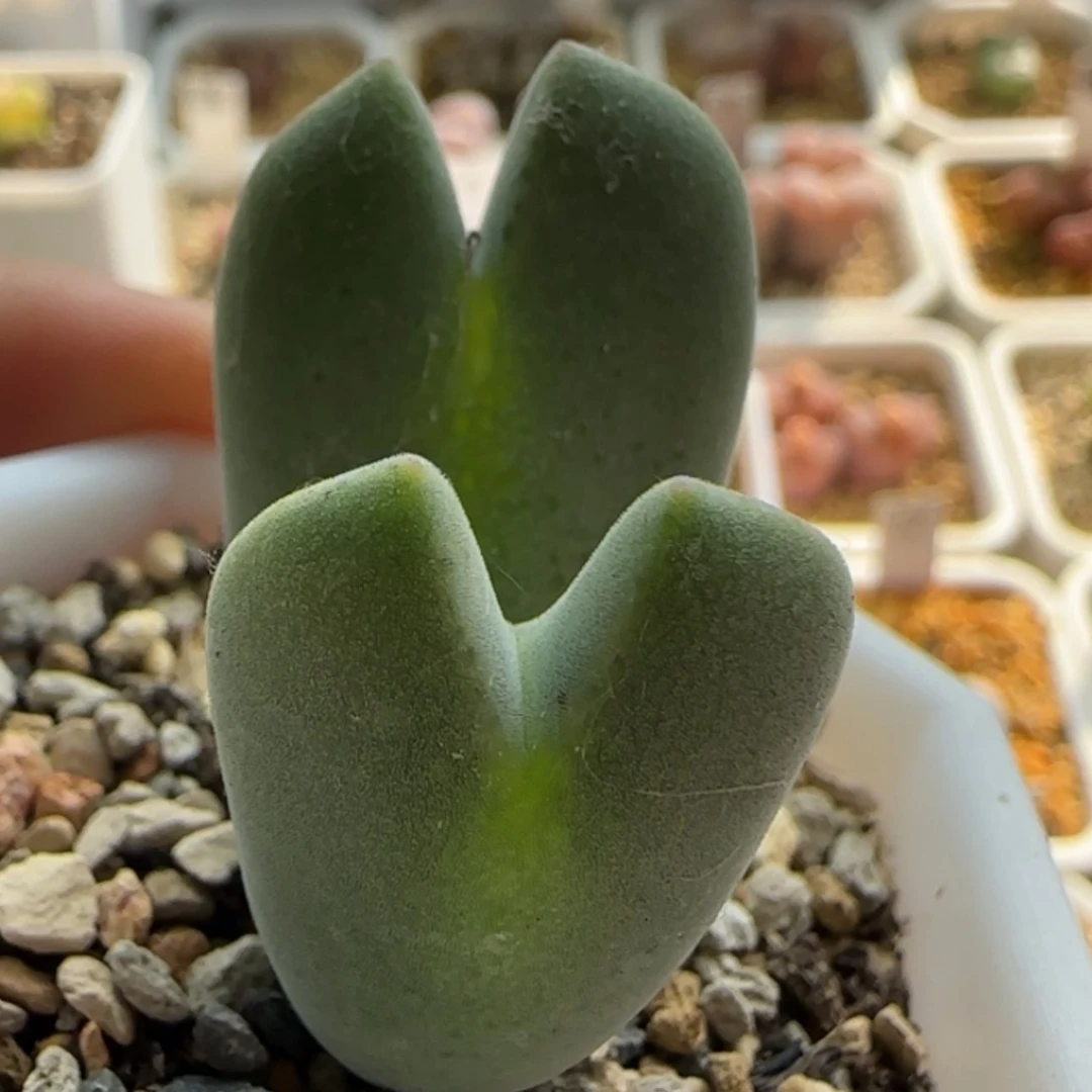 【闪购商品】20783