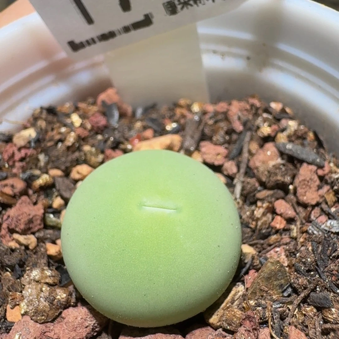 Ssss精品生石花1763大蛋