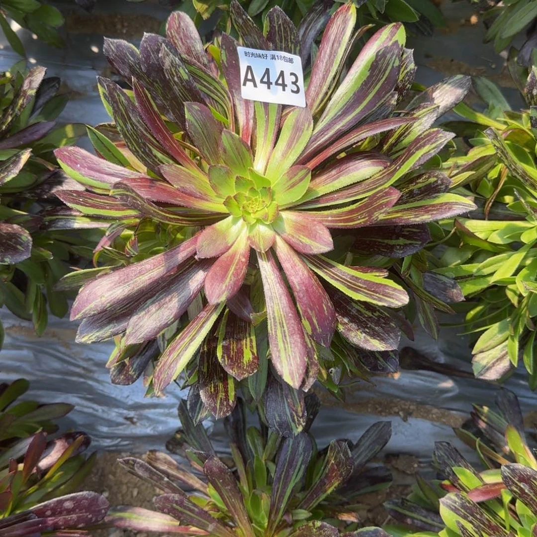 我**家443水墨丹青多肉植物