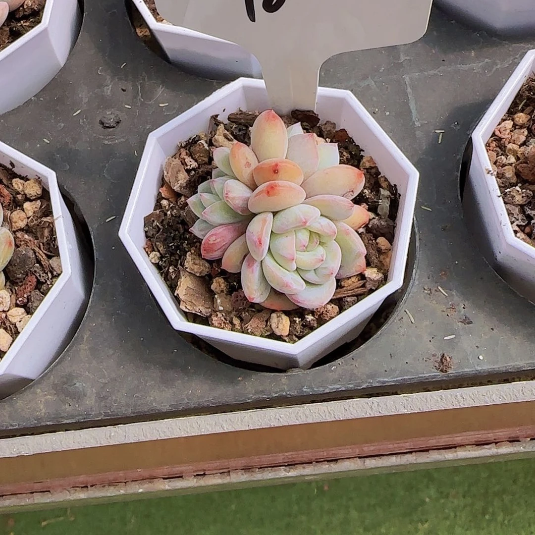 不知道是什么10号，带盆