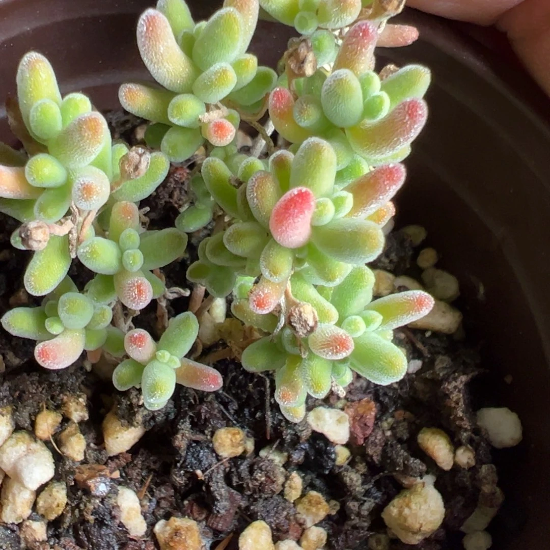 细叶冰晶冰霜90杯老桩露养