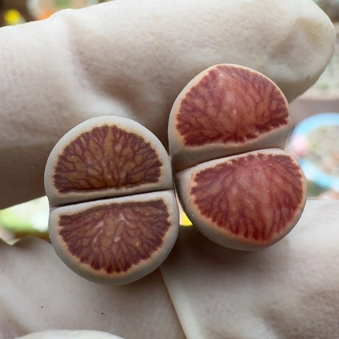 颖***寅1130-063菊菊菊菊菊