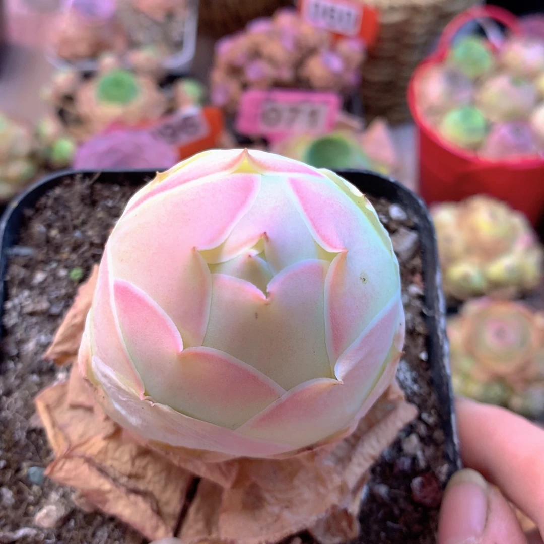 一物一拍姹紫嫣红021