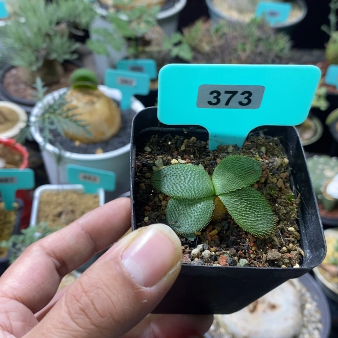 刺叶灯台百合一个