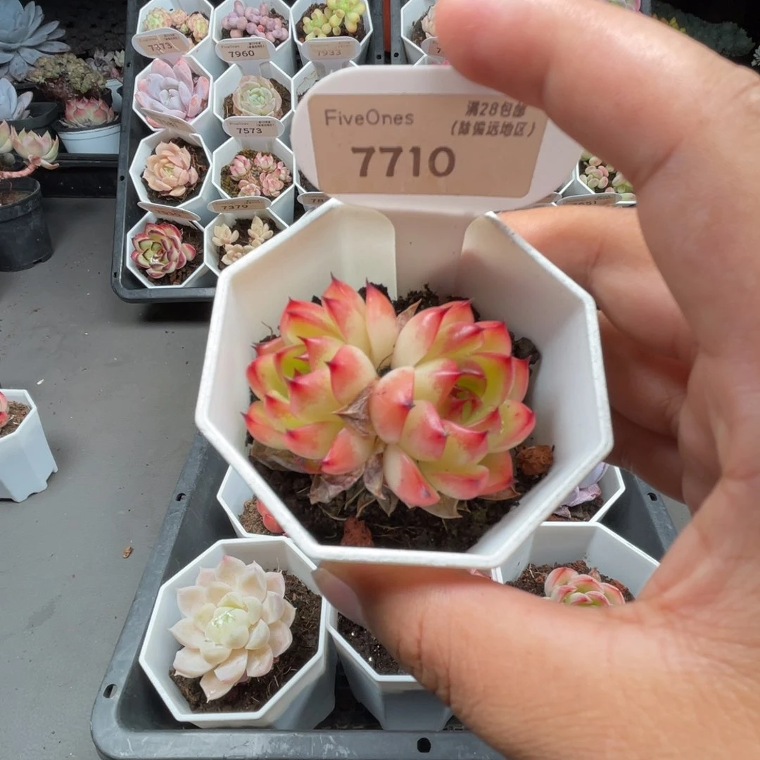 7710月亮石4.5厘米