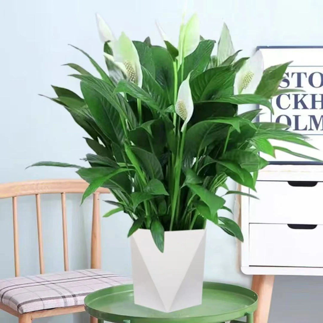 白掌盆栽易活一帆风顺水培植物办公室内花卉绿植红水养四季开花00