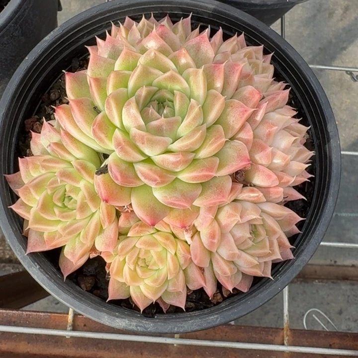 不知名多肉植物绿植