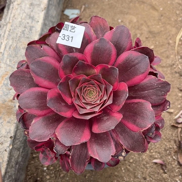 纳福魅金锦多肉植物331