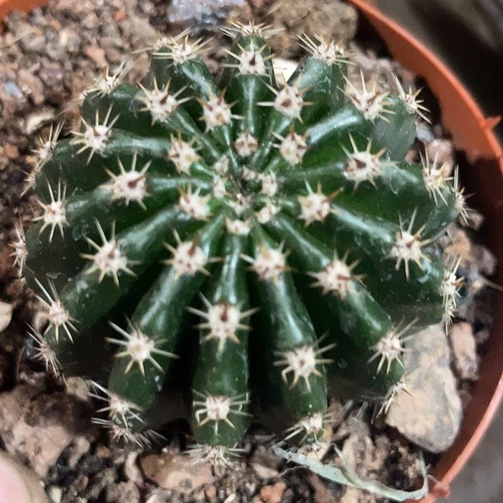 实生彩草带盆土发货