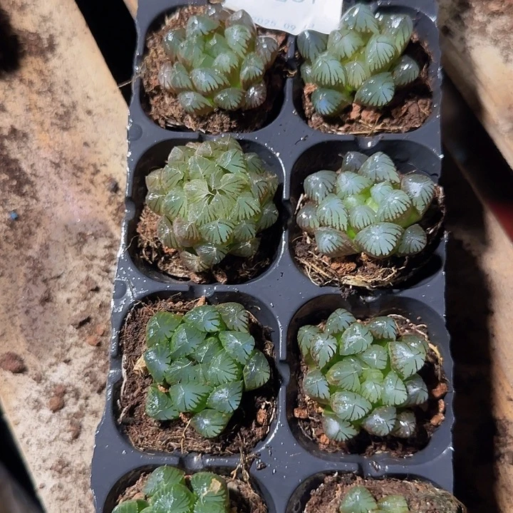 直播一物一拍多肉61