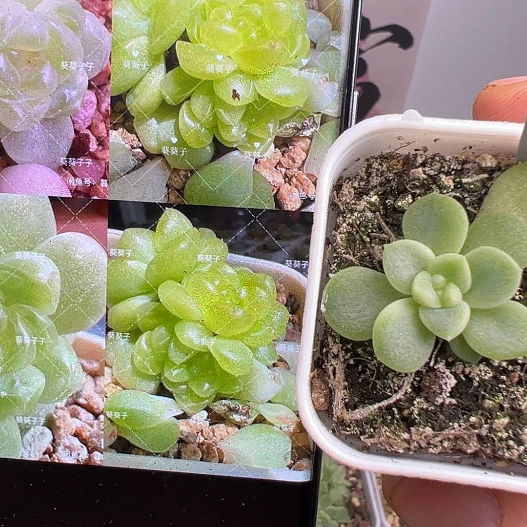 现金财富一物一拍