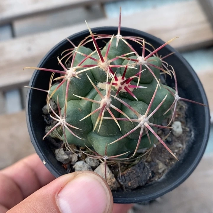 实生大红鹰特价福利3