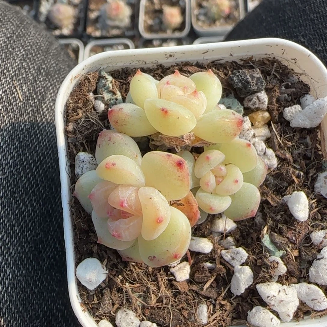 多肉小卡拉米糖心一物一拍