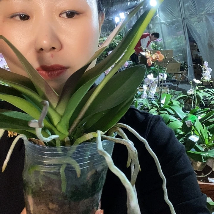 无花朵摩纳哥蝴蝶兰