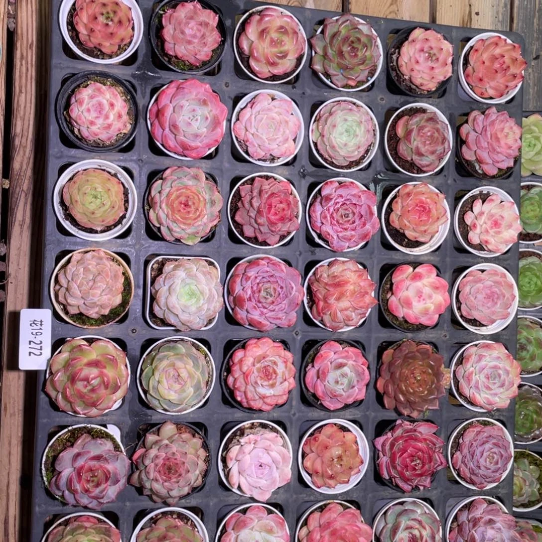 花利美19-272框拍48颗 含盆土托架