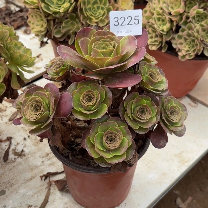 魅金玫瑰多肉处理不包断头3225