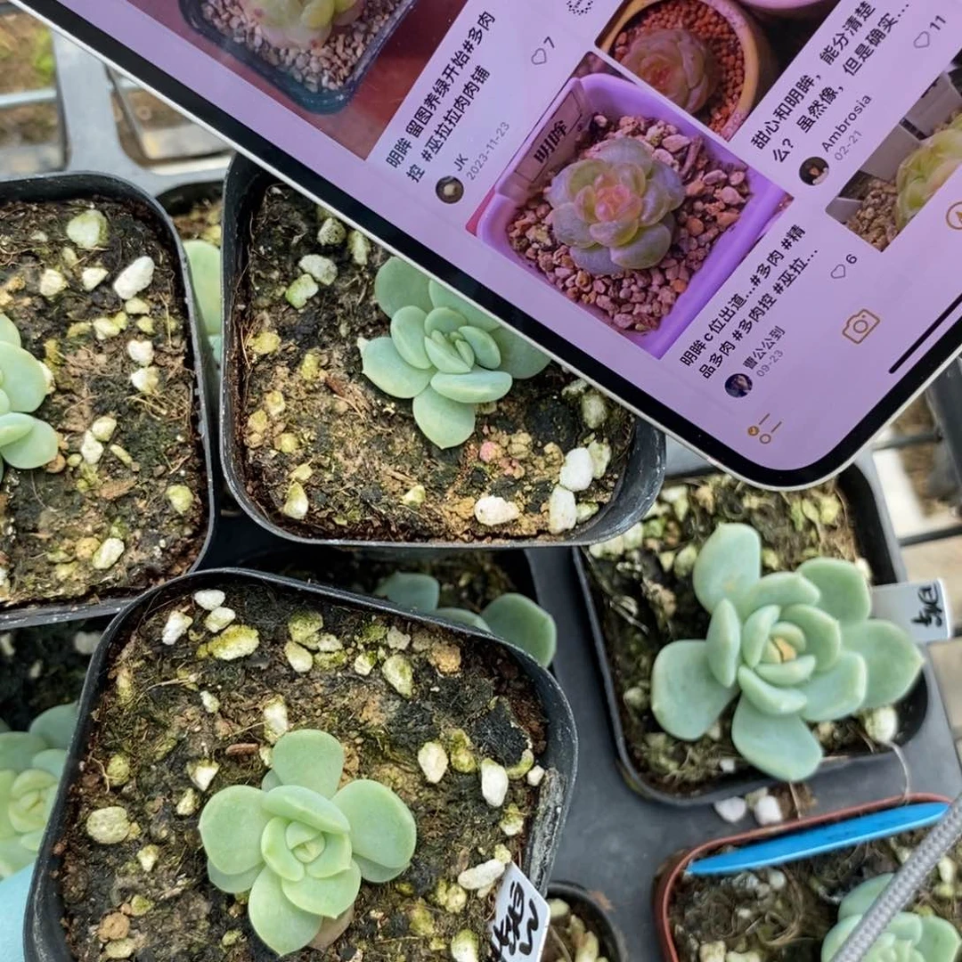 上任小明眸一个多肉