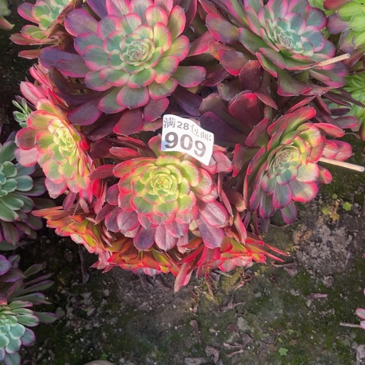 倚***雨909黑金刚多肉植物