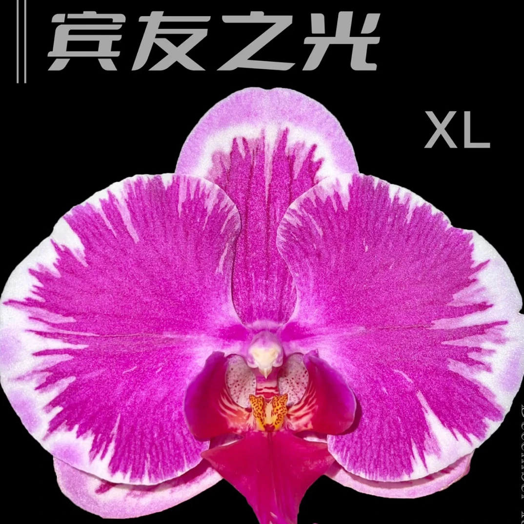蝴蝶兰（缤友之光）一物一拍