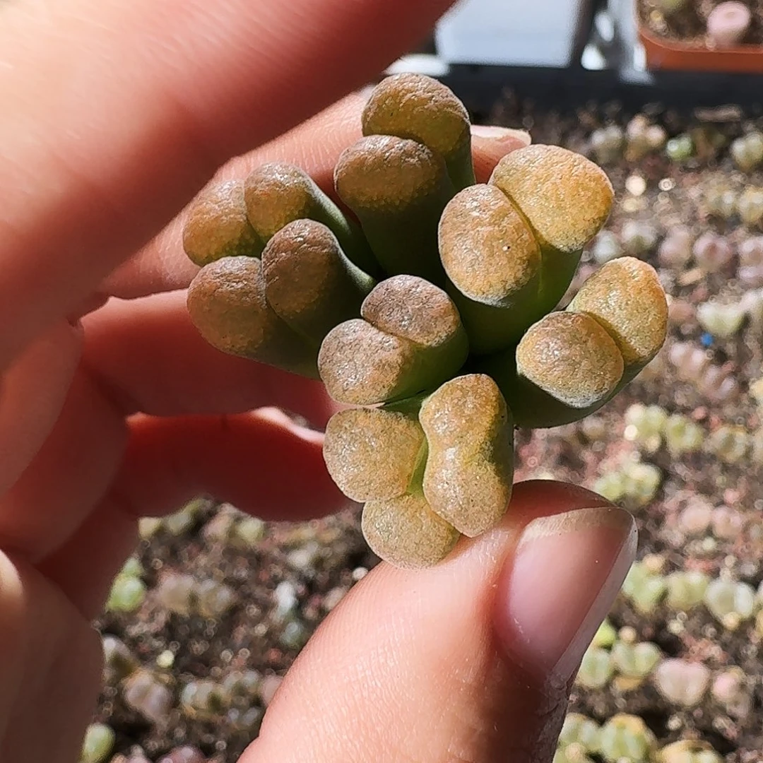 全部花朵三*猪多肉植物227