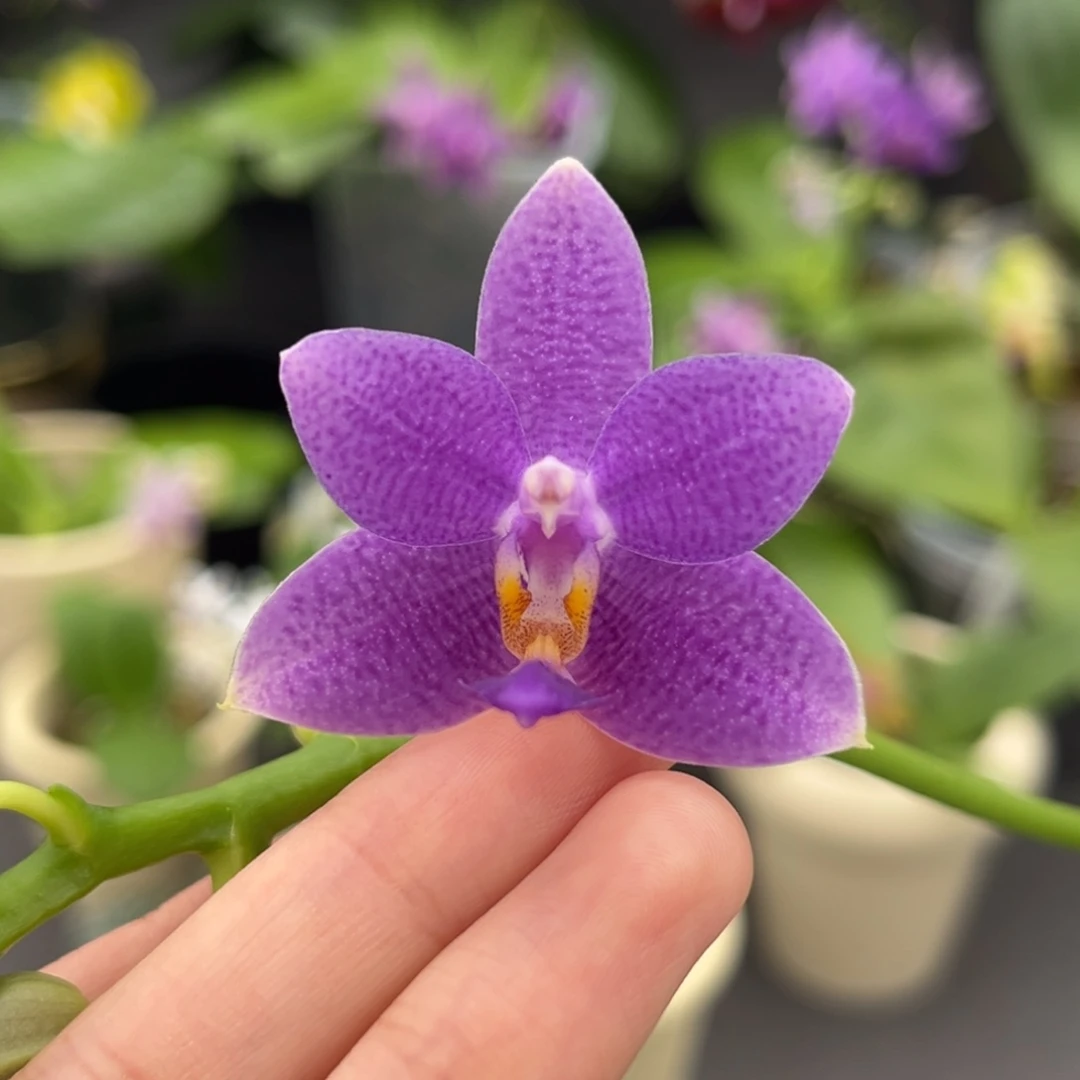 完全开放2.5寸柳林蓝星开花株