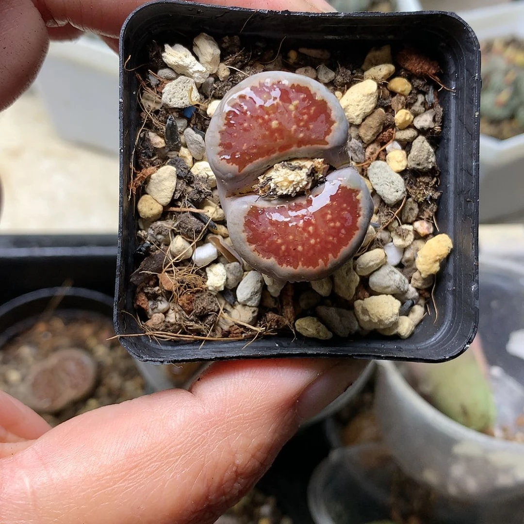 E120多肉植物保护