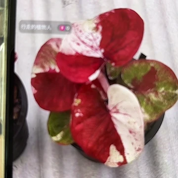 胖****仔26-0307红绡雪实生彩叶芋泰国发货