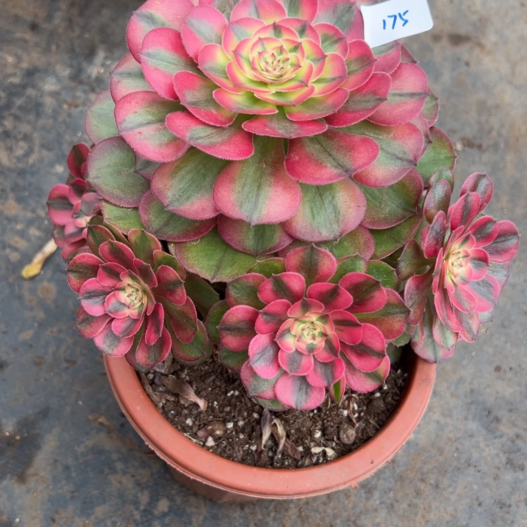 175荔枝砍头多肉嘻嘻嘻