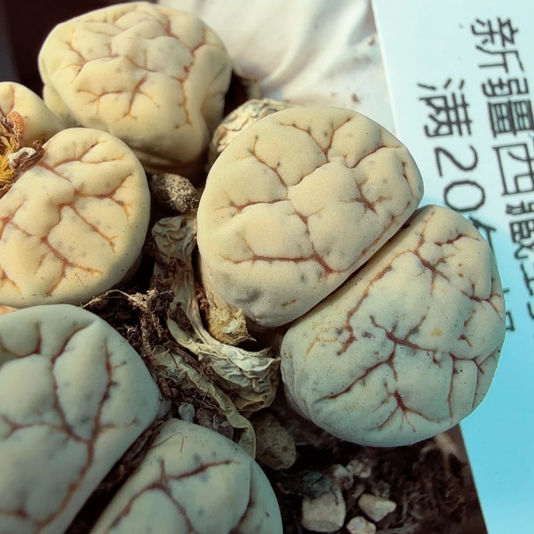 唯***静哈哈笑不出话我都没反应698好