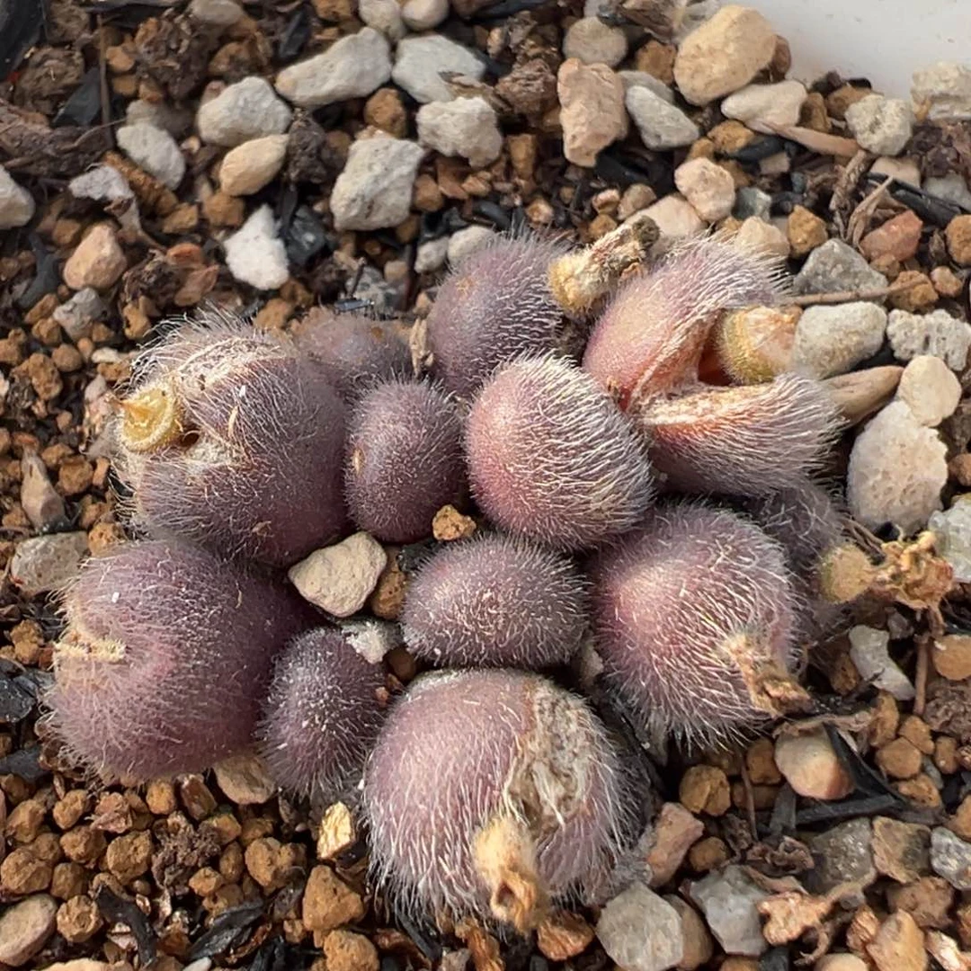 92多肉植物百科毛球