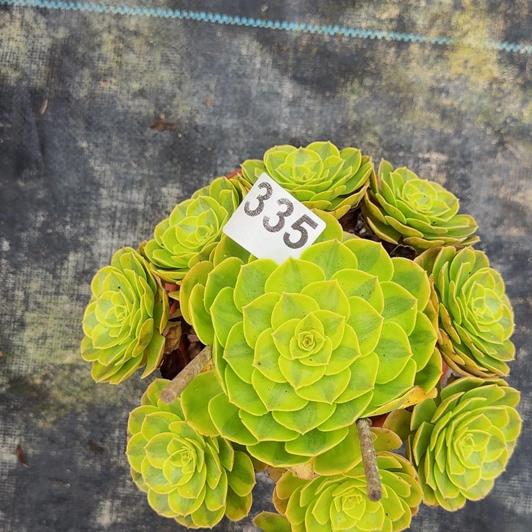 335雨河法师植物多肉