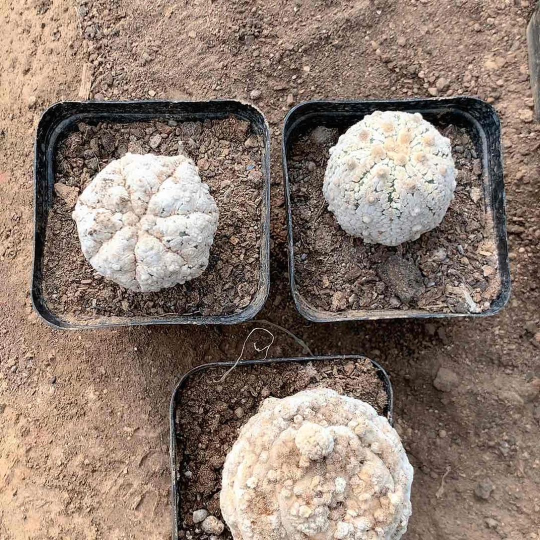 【闪购商品】三颗兜兜兜