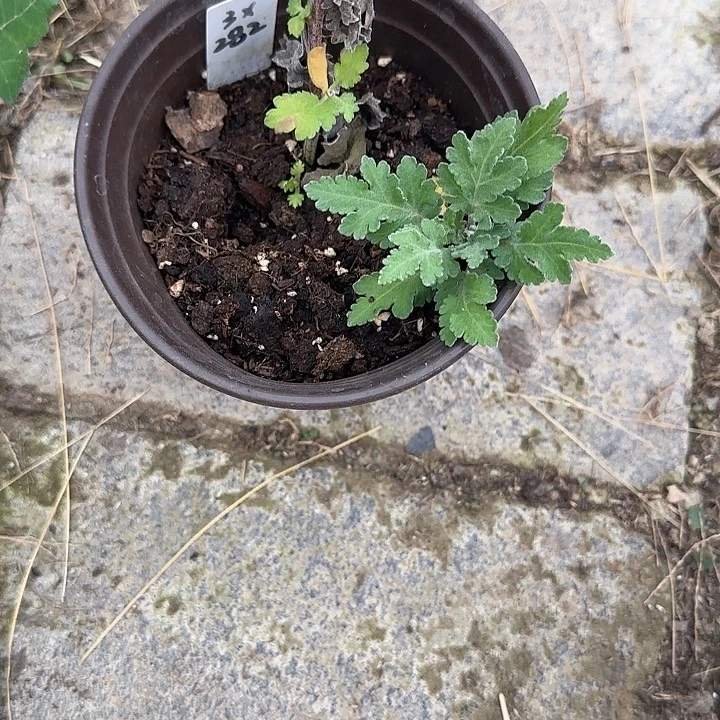 完全开放3x282大苗