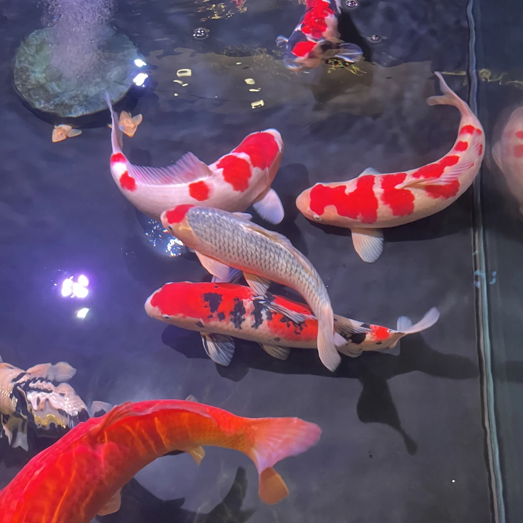 【锦盛锦鲤】留养活体精品锦鲤红白/大正/昭和/菲写/白写//介子