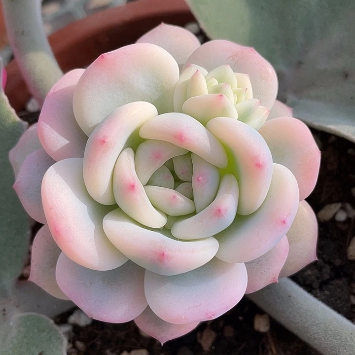 星影锦一物一拍锦龙