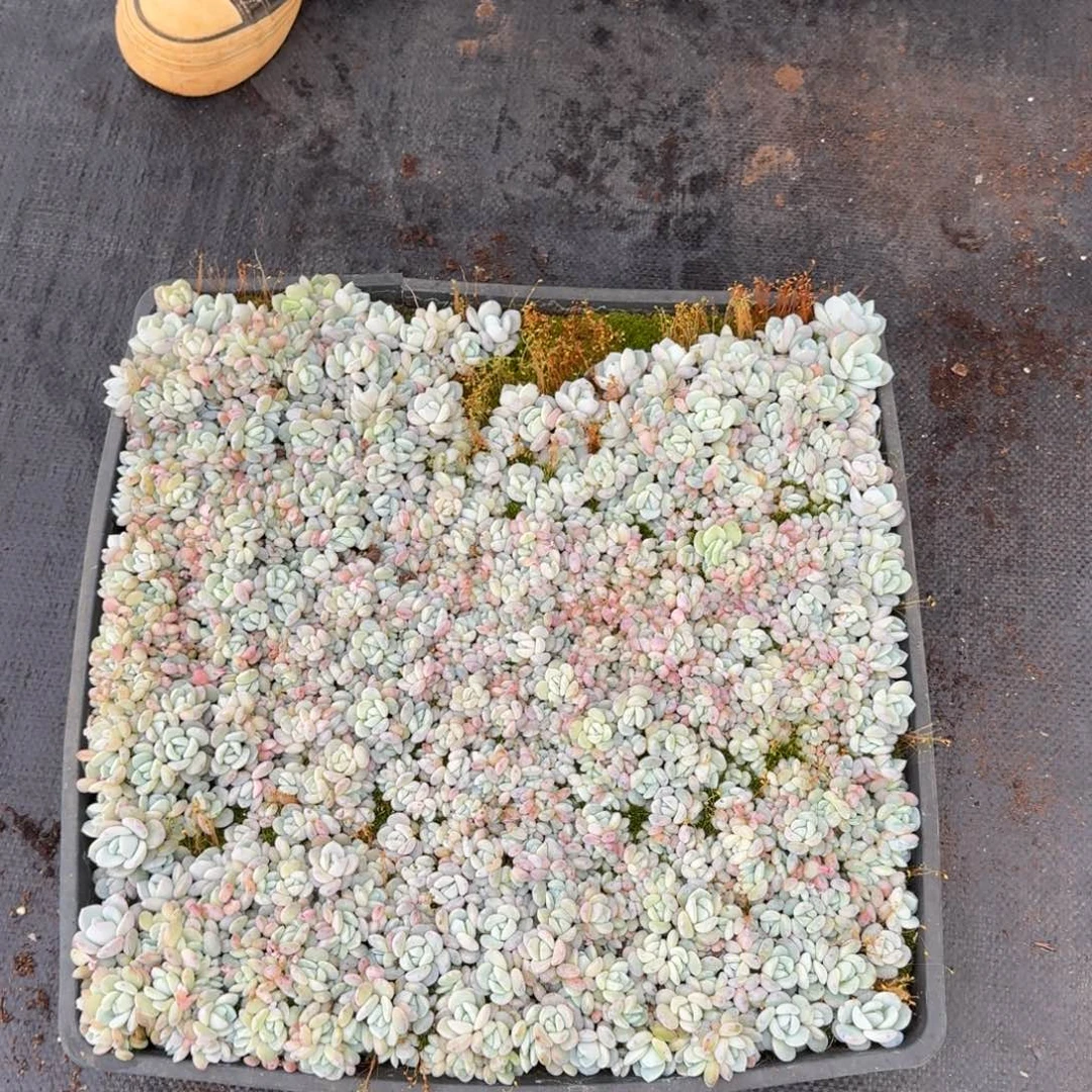 多肉杂交一物一拍26-18