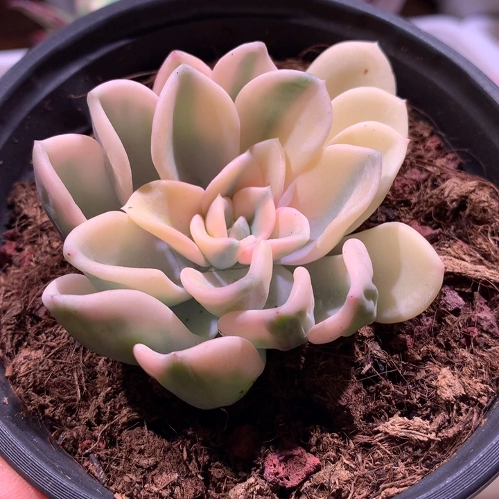 美尻锦腹轮锦宽锦边