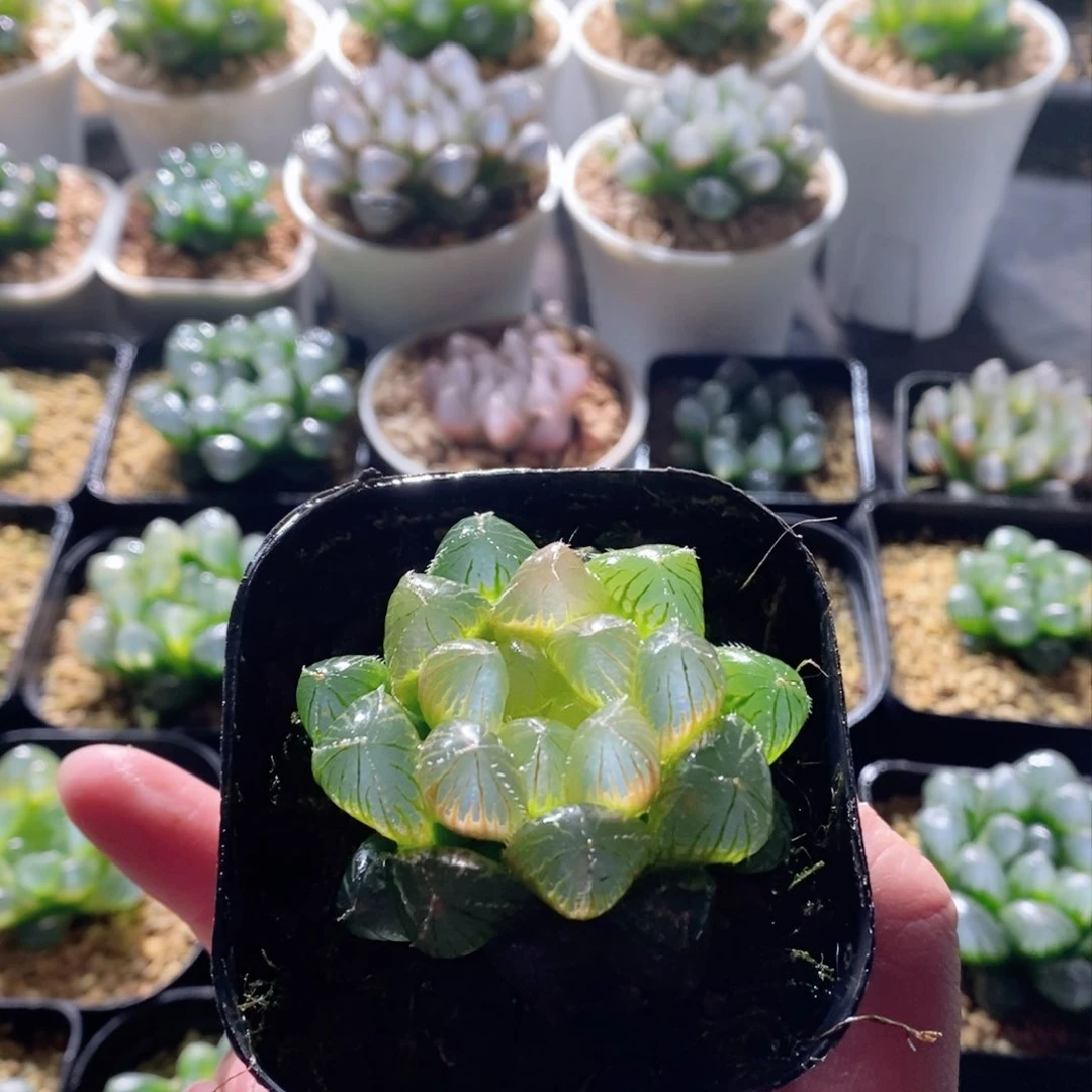 巨大化洛神玉露多肉植物