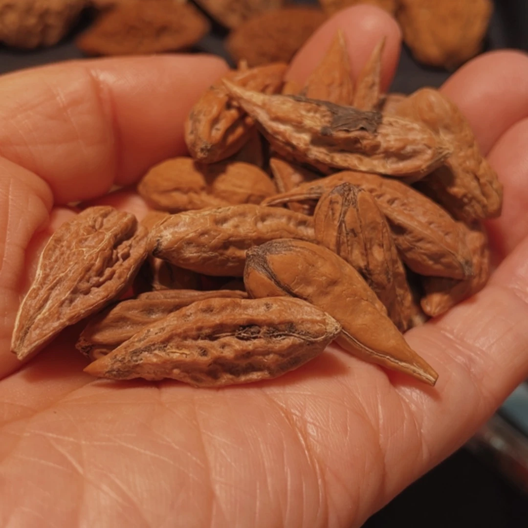 【闪购商品】文玩核桃把件f****n东北楸子3