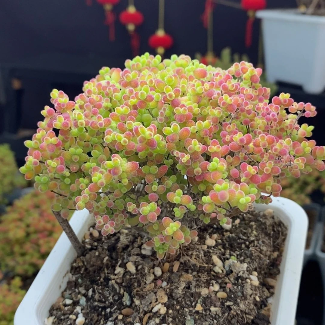 656号蜜橘糖球枝干