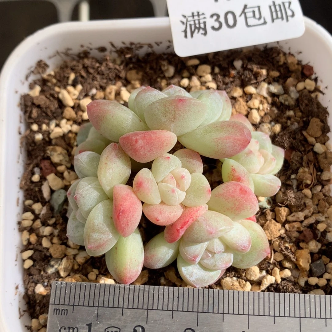 179五头带崽捧花冰玉冠服4.5