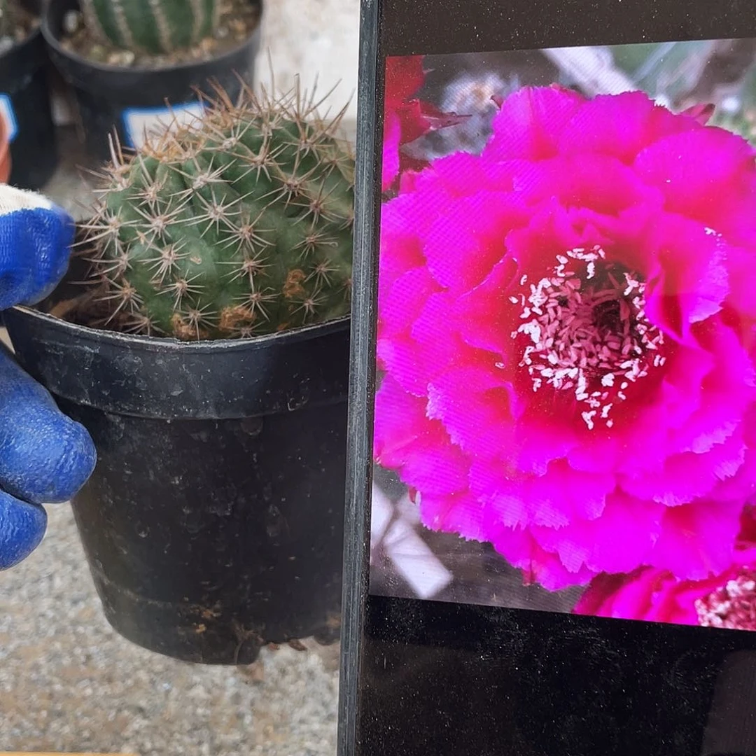 月轮自根球5公分左右带疤满18包邮