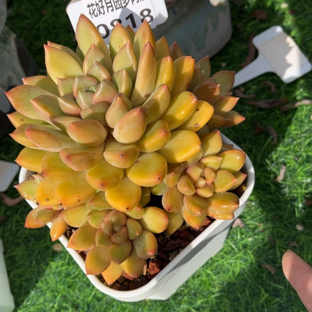 多肉植物0818 满30包邮