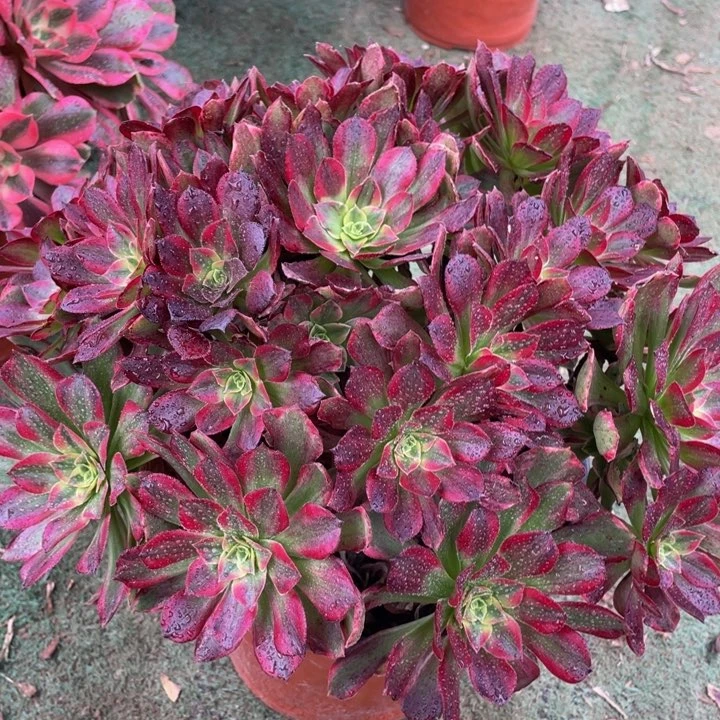 106安娜精品法师多肉