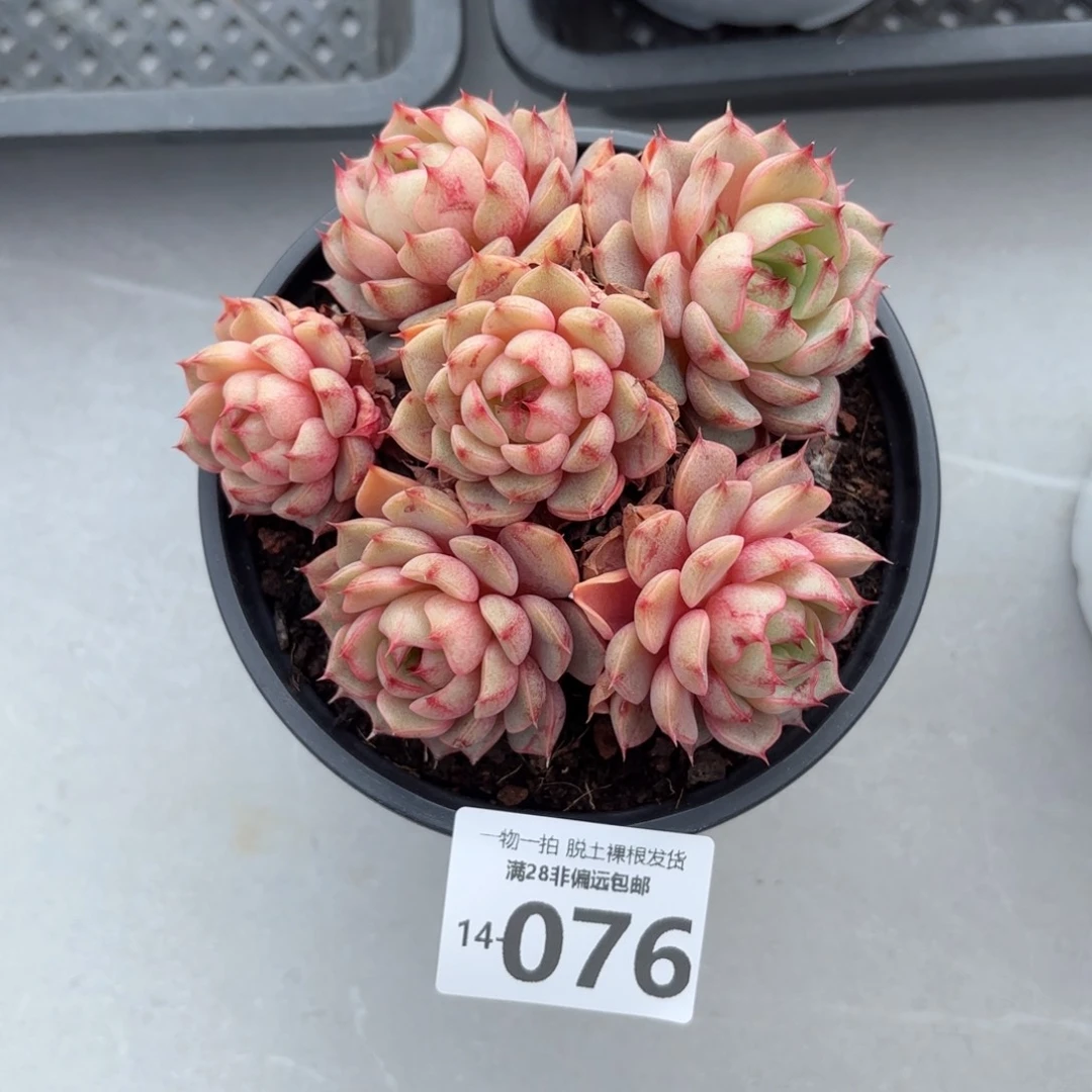 苯吧老桩手捧多肉多肉